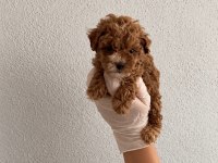 Orijinal Gerçek Teacup Maltipoo
