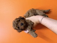 Veteriner Hekimden Red Brown Tea Cup Toy Poodle Yavrular