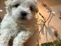 Maltese terrier 60 günlük