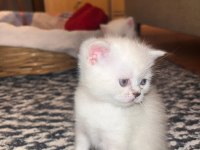 Orijinal british shorthair yavrumuz