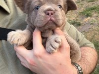 French Bulldog Yavru Köpekler
