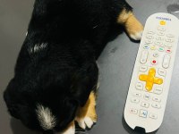 6 aylık ırkının tüm özelliklerini taşıyan pinscher