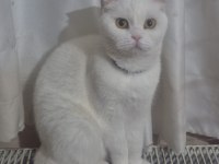 Top kafa safkan eğitimli scottish fold dişi erkek