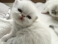 SAFKAN İRAN KEDİSİ YAVRULARI