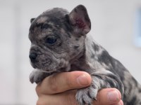 French bulldog yavrularımız ırk garantilidir