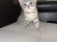 British ve russian blue melez kedilerimiz yuva arıyor