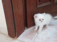 50 günlük erkek lynx point kuru mama tuvalet eğitimi var
