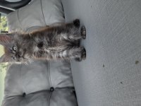 Uyguna Dev maine coon