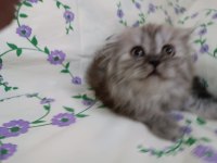 british longhair çok oyuncu kedim
