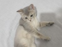Çok tatlı safkan özel renkli british shorthair
