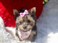 Teacup eğitimli yorkshire terrier yavrular