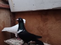 Oynak satılık saya güvercin var