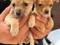 Minyatür pinscher yavrusu 45 günlük
