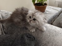 Scottish fold dişi