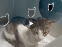 Depremzede Kedi