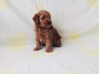 Maltipoo cinsi yavrularım orijinal teacup