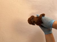 Kore Poodle yavrular erkek dişi mevcut