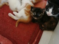 Satılık cins yavru british shorthair