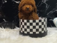 Poodle yavrumuz için iletişime geçebilirsiniz