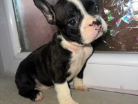 Yakışıklı french bulldog ailesini bekliyor