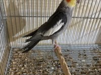 YAVRU GARANTİLİ YUMURTALI GREY TAKIM SULTAN PAPAĞANI
