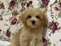 BİBLO RED MALTİPOO OĞLUMUZ