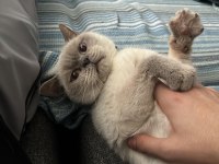British Blue Point Dişi