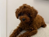 Toy Poodle 4 Aylık