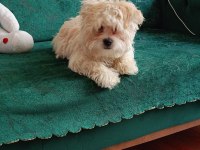 3 aylık erkek maltipoo pet eğitimli