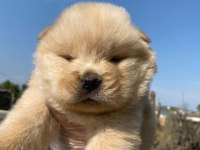 Chow chow çin Aslanı yavrularımız