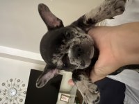 FRENCH BULLDOG 47 GÜNLÜK