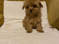 Toy poodle ayarında maltipoo bebekler