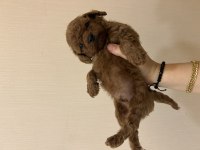 Toy poodle 38 günlük