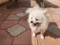 Sağlık Ve Irk Garantili Pomeranian
