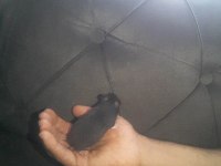 Hamster gonzales ve sryıa yavru ve yetişkin