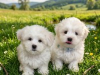 Maltese Terrier 2 Aylık