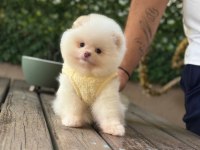 Premium Güzellik Pomeranian Boo Köpeği