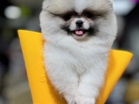 En özel renk pomeranian