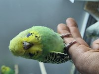 Yavru muhabbet kuşu bebekler