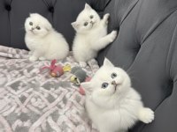 Cindy Bebek Gibi Üst Kalite Yavru Kediler
