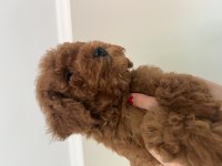 KORE ANNE BABAYA AİT KIVIR POODLE BEBEKLER