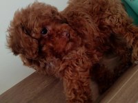 En Güzelinden Poodle Bebeklerimiz Hazır