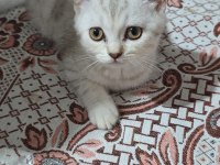 Kedimiz ücretsiz değildir