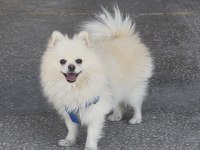 Ful eğitimli pomeranian