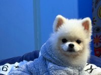 Çok Uygun Orijinal Ayı Surat 1 Yaşında Erkek Pomeranian