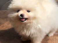 3 aylık orijinal dişi pomeranian boo