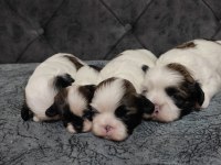 Dişi shih tzu bebeklerim