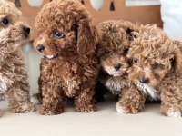Ankaranın  En Seçkin Maltipoo Yavruları