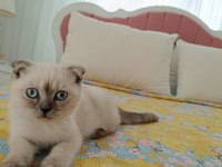 Scottish Blue Point