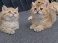 Irk garantili yavru kediler bilgi özelden verilecek